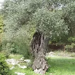 Ferienhaus Tsapoula Mousata