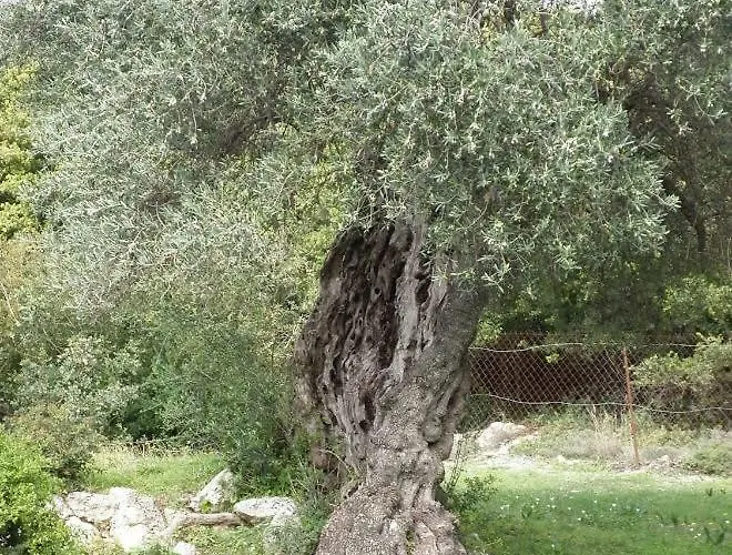 Ferienhaus Tsapoula Mousata